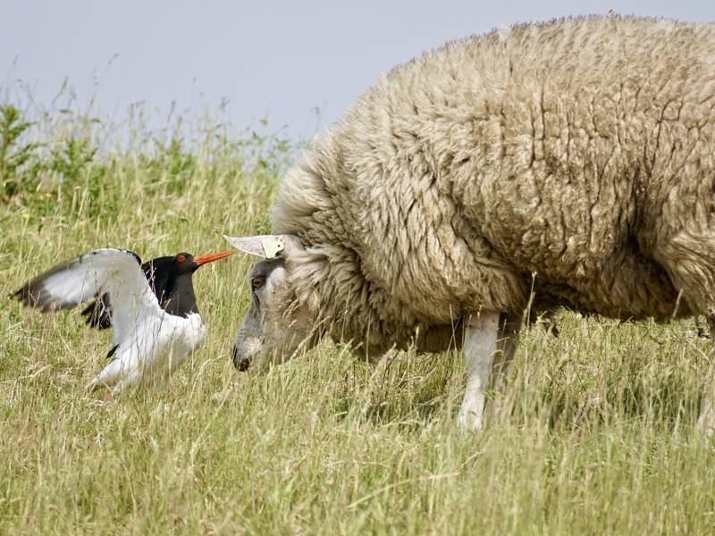 Strandurlaub Callantsoog LekkerNaarZee