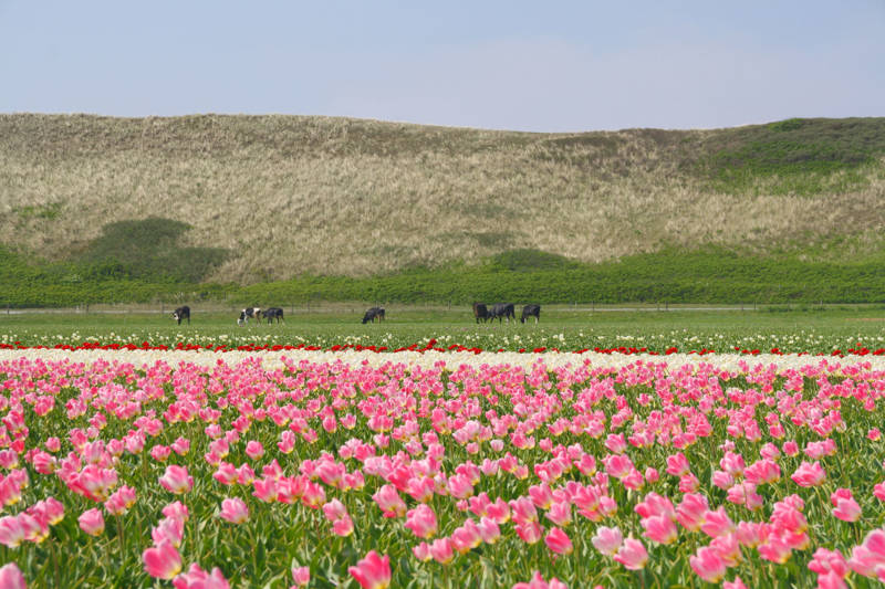 Strandurlaub Callantsoog LekkerNaarZee