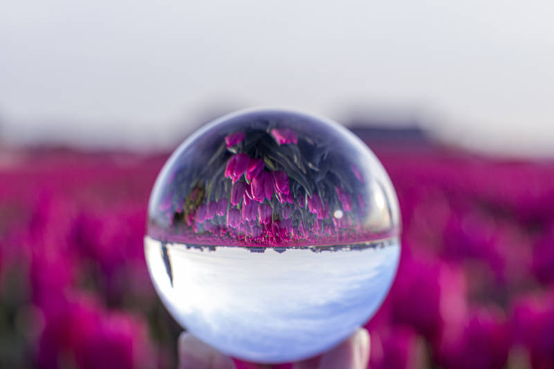 Strandurlaub Callantsoog LekkerNaarZee Tulpen