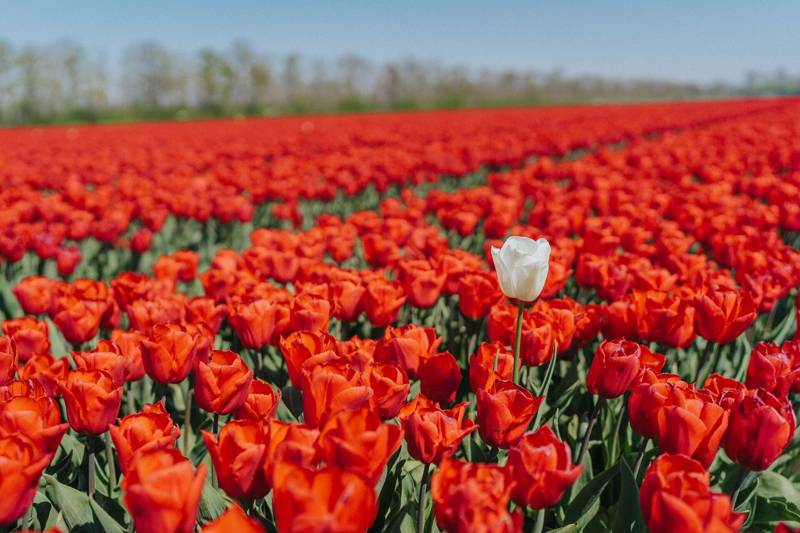 Strandurlaub Callantsoog LekkerNaarZee Tulpen