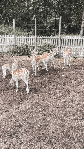 Ferienhaus Noord Holland LekkerNaarZee