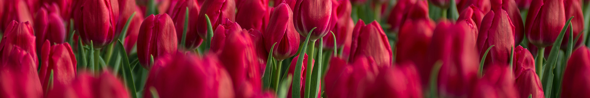 Tulpen Header